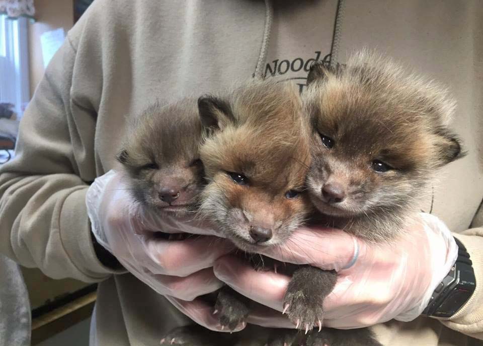 fox kits
