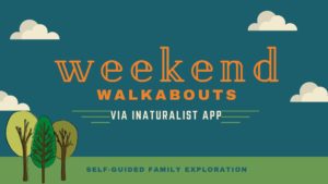 Weekend Walkabouts