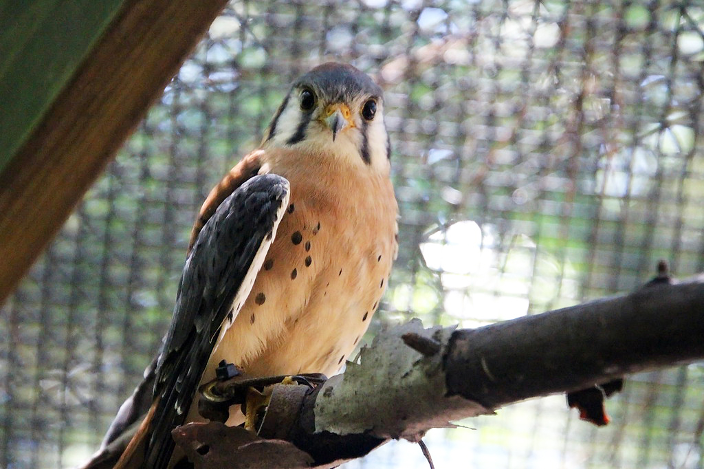 american kestrel_ADOPT_comet_2020