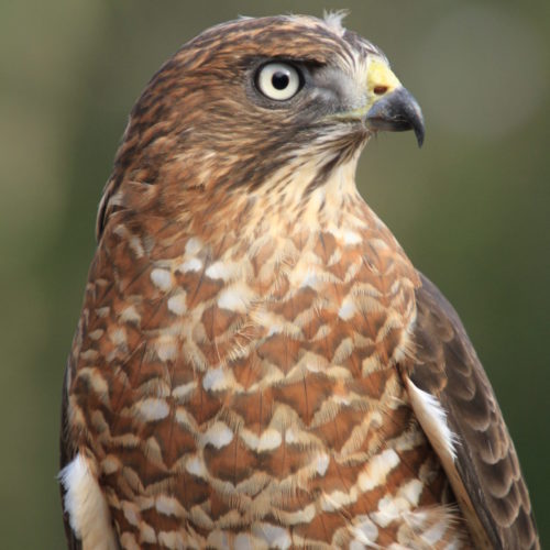 Broad-winged hawk_ADOPT_Cyrus