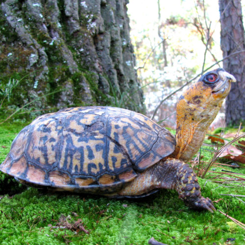 box turtle_ADOPT_Tommy