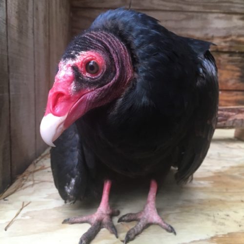 turkey vulture-ADOPT_socrates