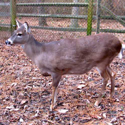 white-tailed deer_ADOPT_Sassafras