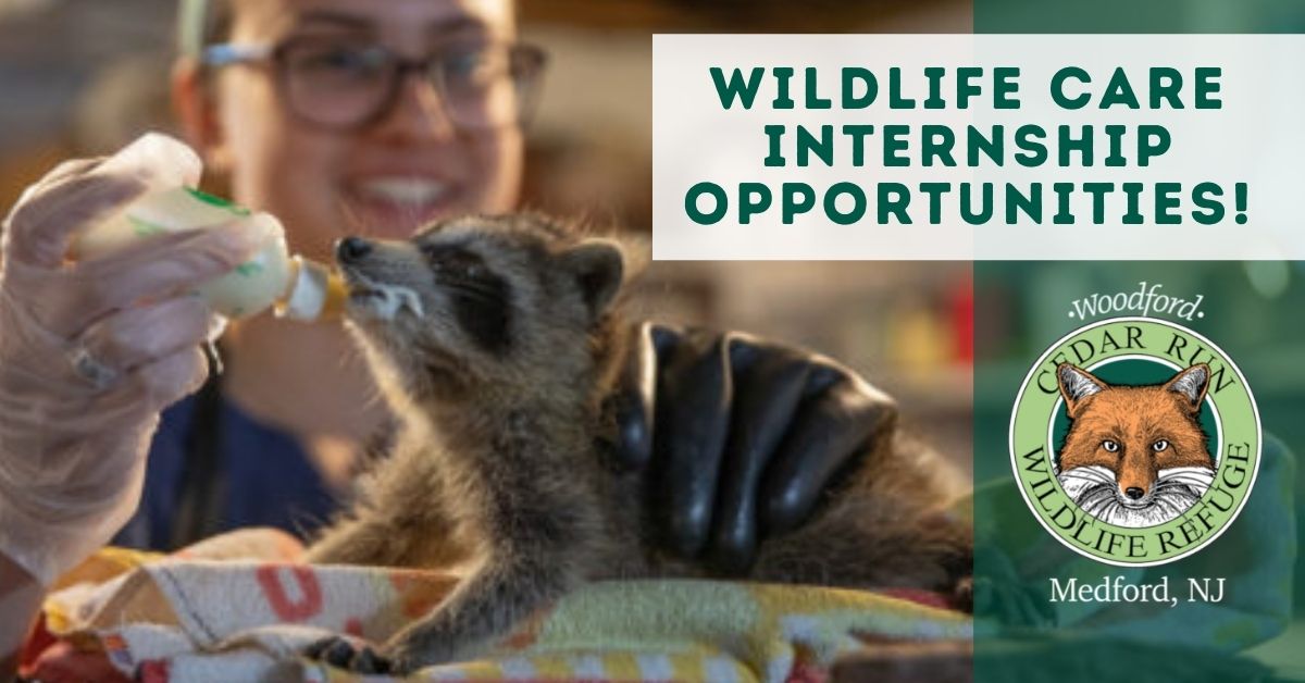 Wildlife Care Internship NOW Accepting Applications! Cedar Run