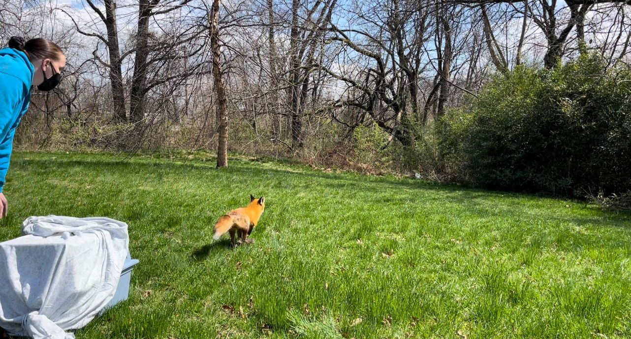 Cooper River Fox Release Pic 2022 - Lori Swanson