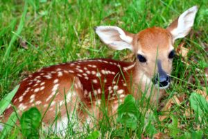Help I found a baby deer Cedar Run Wildlife Refuge