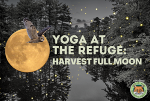 Yoga At The Refuge: Harvest Full Moon Edition