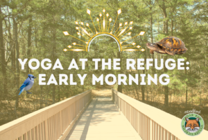 Yoga At The Refuge: Early Morning