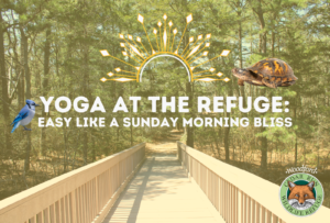 Yoga At The Refuge: Easy Like A Sunday Morning Bliss