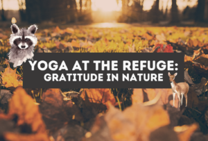 Yoga At The Refuge: Gratitude In Nature