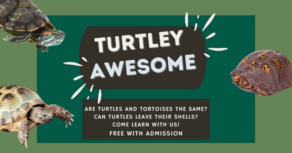 Turtley Awesome Exhibit in the Nature Center