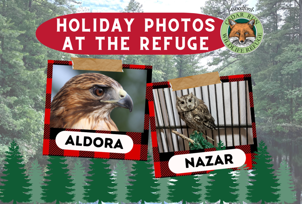 Holiday Photos at the Refuge