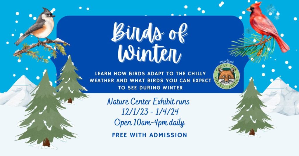 Birds of Winter Exhibit