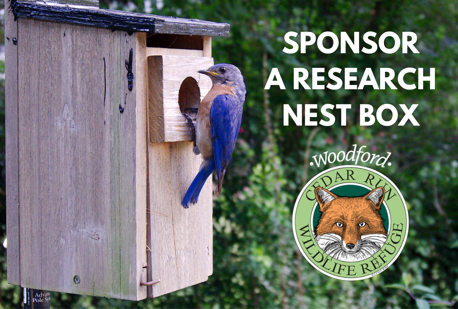 Cavity Nesting Birds – Ohio Bird Conservation Intiative