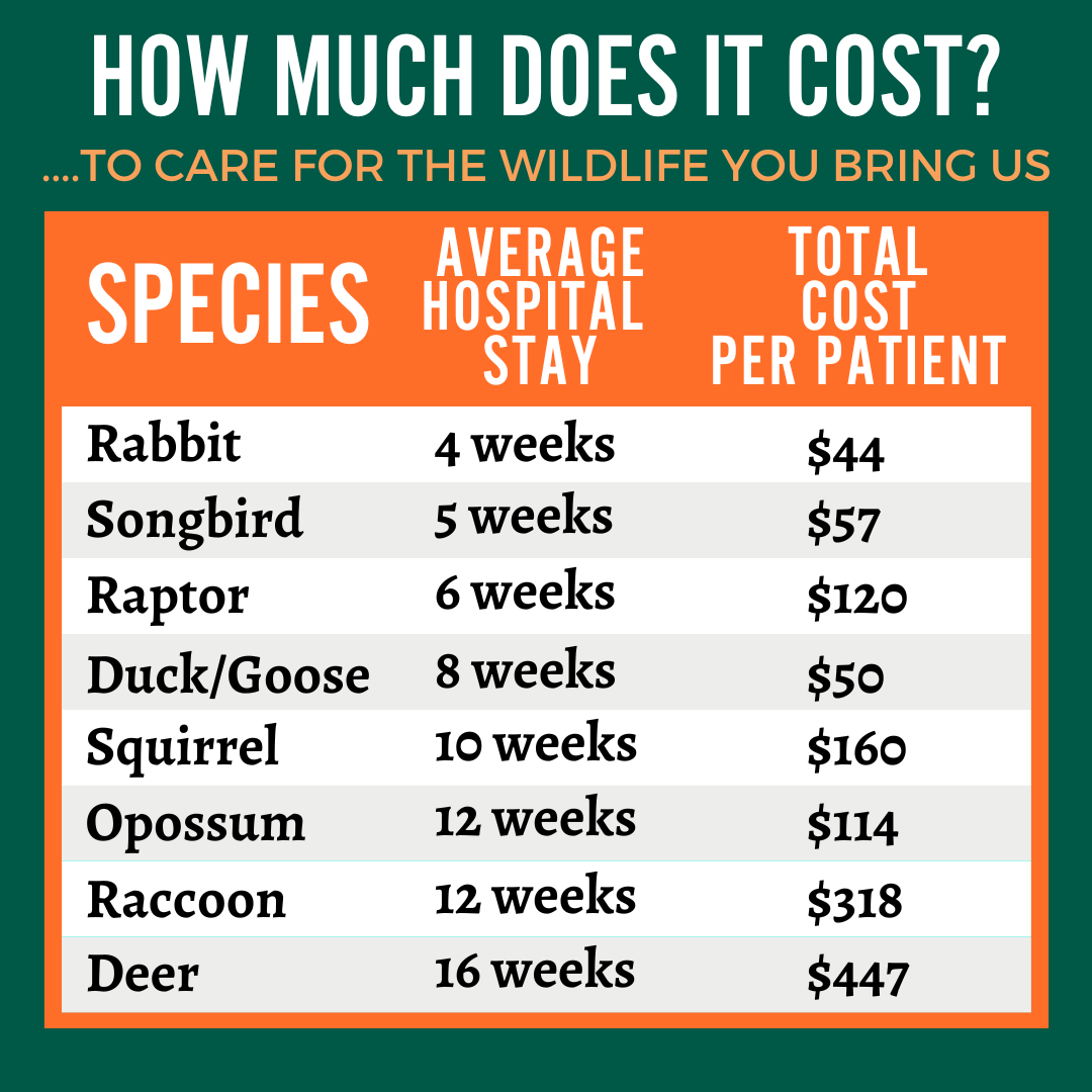 Wildlife Hospital Posts_2025